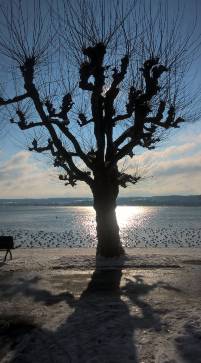 Wintertree at the Lake Constance